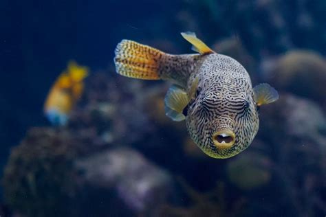 Pez Globo - Oceanogràfic de València