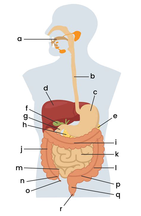 Gambar Sistem Pencernaan Manusia - IMAGESEE