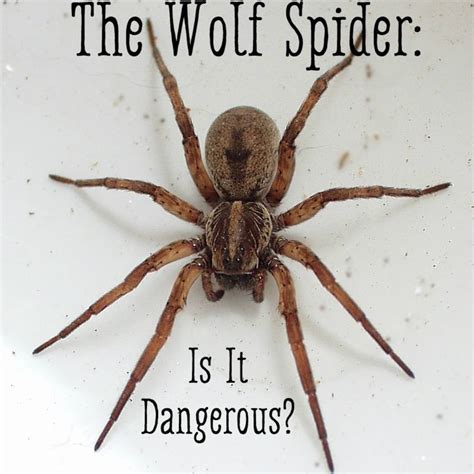 Wolf Spider Identification Chart