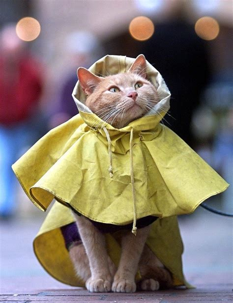 Rain cat is fabulous - Cats N' Kittens - Cat Pictures - Cute Kittens