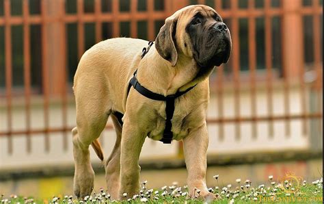 British Mastiff - the world's heaviest giant