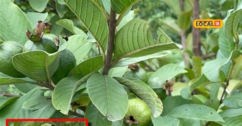 guava crop disease prevention techniques amrud farming tips SA - News18 ...