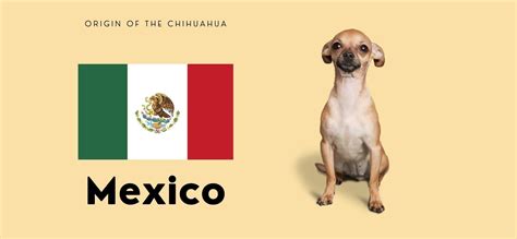 Where Did Chihuahuas Evolve From