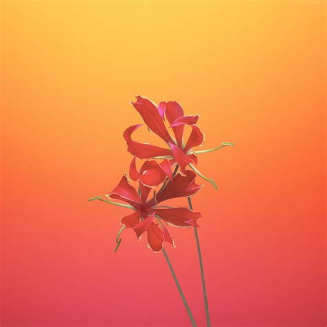🔥 Download Wallpaper iPhone X Ios11 Flower by @bglover88 | iPhone X Wallpapers, X Files iPhone ...
