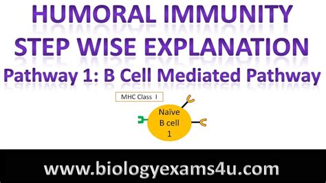 Steps in Humoral Immune Response or Antibody Mediated Immune Response - YouTube