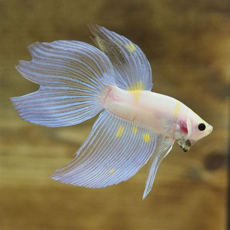 Very Nice Translucent Spade Tail Betta Fish With Yellow Spot On His Fins | Betta fish, Betta ...