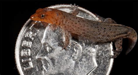 The Smallest Reptiles in the World | HubPages