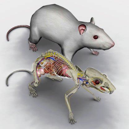 3D Rat Anatomy - Biosphera