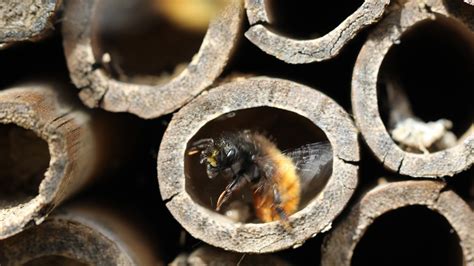 Bee Nesting Behaviour - Attract Bees