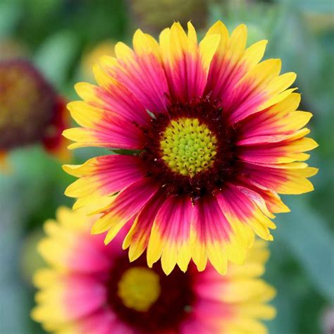 Goblin Gaillardia Flower Garden Seeds - 1000 Seeds - Perennial Flower Gardening Seed ...