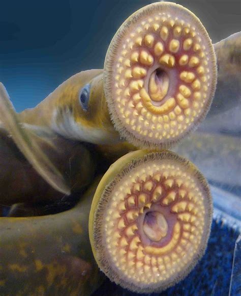 What is a sea lamprey?