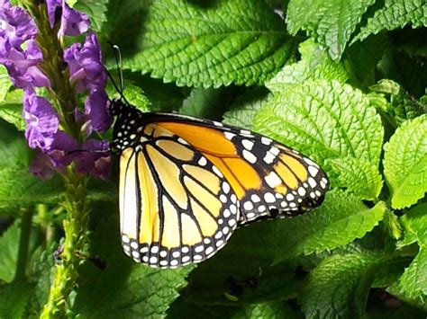 Have you been to the Butterfly Pavilion in the Smithsonian Museum of Natural History in ...