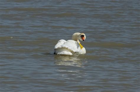 Swan Bird Swim - Free photo on Pixabay - Pixabay