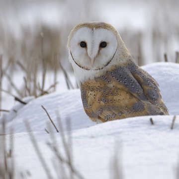 Chris Packham Wildlife Photography at Dimbola Museums and Galleries 5 Jul 2014 - 28 Sep 2014