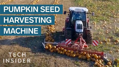 How Pumpkin Seeds Are Harvested - YouTube