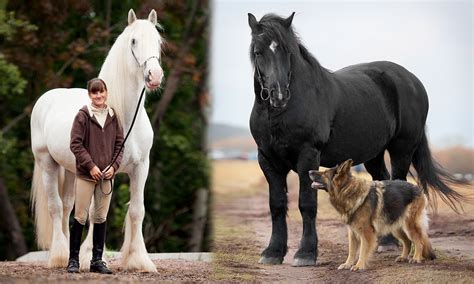 Biggest Horse Breed In The World