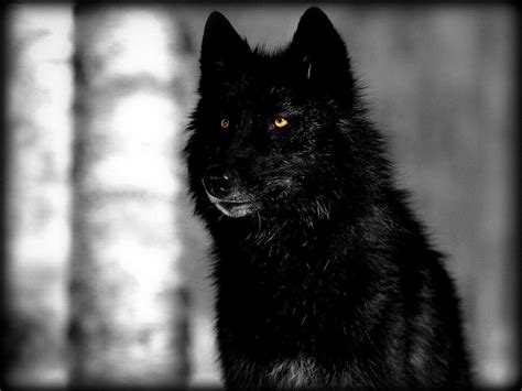 Black Wolf Wallpapers - Wallpaper Cave