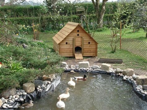 Duck farming with artificial pond for self consumption | Backyard ducks, Chickens backyard ...