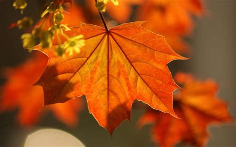 HD Orange Leaf Wallpaper | Download Free - 57741