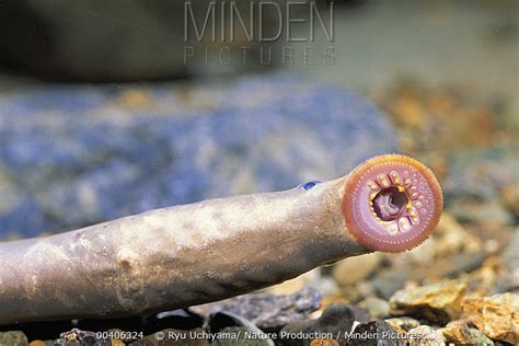 Arctic Lamprey | Animals Wiki | Fandom