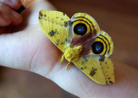 lil fish studios: Io moth - automeris io | Io moth, Moth, Lovely creatures