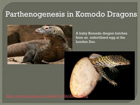 PPT - PARTHENOGENESIS parthenos "virgin " and genesis " creation" PowerPoint Presentation - ID ...