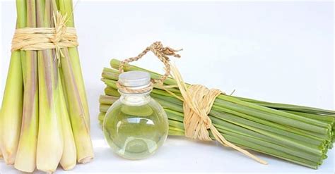 Essential Oils: Lemongrass Oil for Skin - Mirah Belle