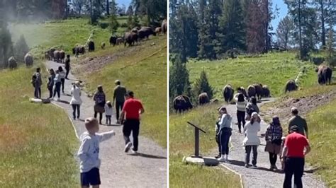 Video showing family of tourists walking straight into buffalo herd ...