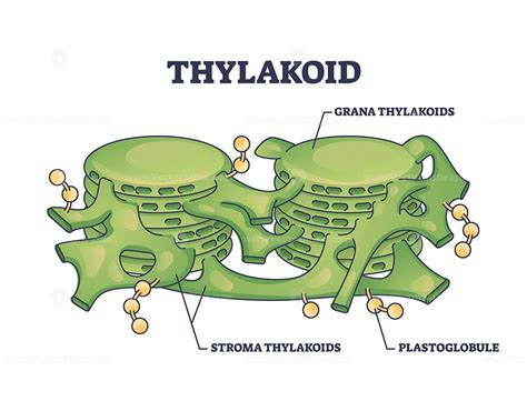 Thylakoid membrane bound chloroplast compartments structure outline ...