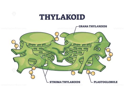 Thylakoid membrane bound chloroplast compartments structure outline diagram – VectorMine