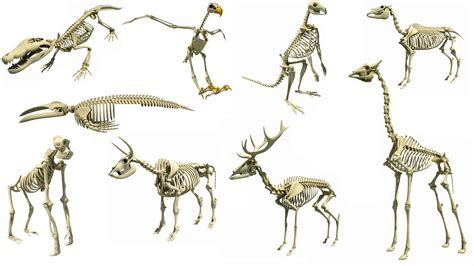 Types of Animal Skeleton 3D Models | Animal skeletons, Animals, Types ...