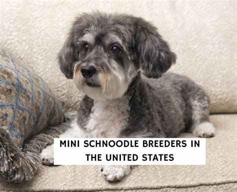 6 Best Mini Schnoodle Breeders in the U.S.!