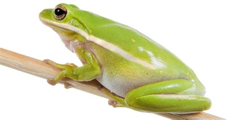 Green Tree Frog Animal Facts | AZ Animals