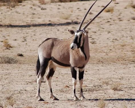 Gemsbok | Mammals Wiki | Fandom