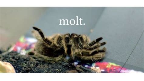 Tarantula Molting: Surprisingly Not Terrifying | IFLScience