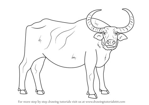 Learn How to Draw a Water Buffalo (Farm Animals) Step by Step : Drawing ...