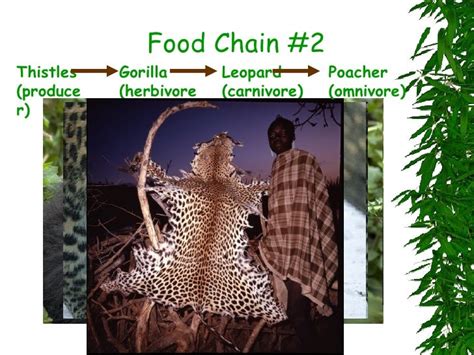 Mountain Gorilla Food Chains