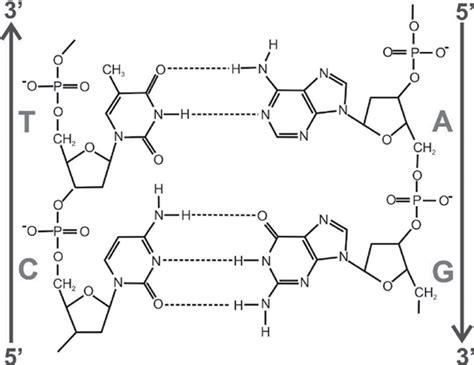 H-bonds in DNA. Part of the Watson and Crick DNA structure with... | Download Scientific Diagram