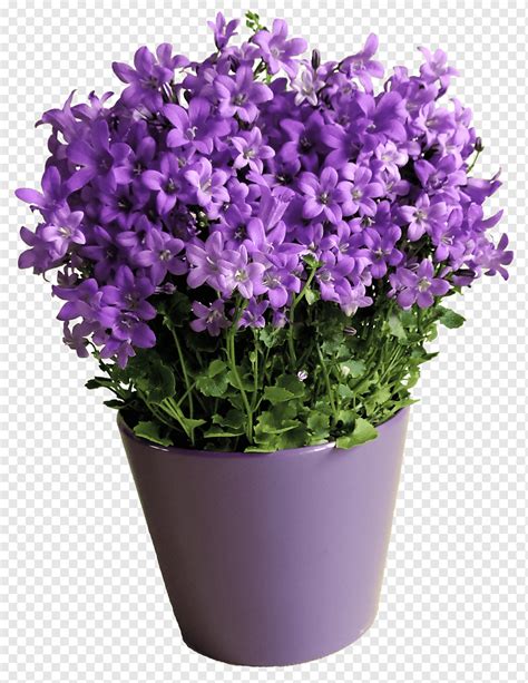 Purple flower pot, potted flowers, purple flower pot, potted png | PNGWing