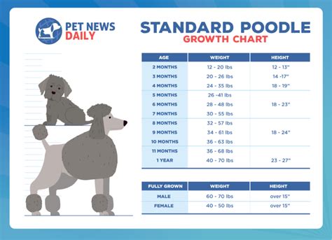 Standard Poodle Growth Chart: How Big Will Your Standard Poodle Get ...