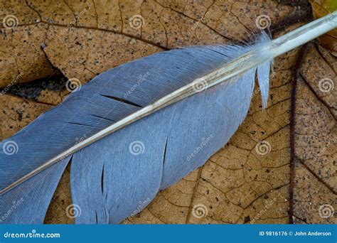 Blue feather of blue jay stock photo. Image of close, blue - 9816176