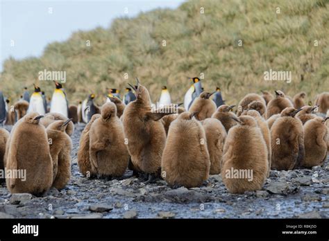 King penguin chicks Stock Photo - Alamy