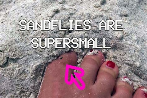 How to spot sandflies and biological facts - Sandflybites