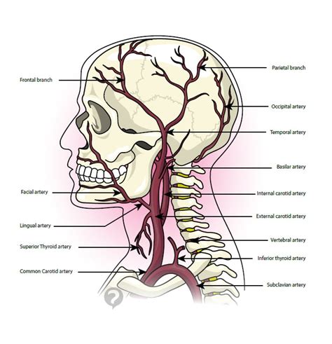 Temporal artery - Definition