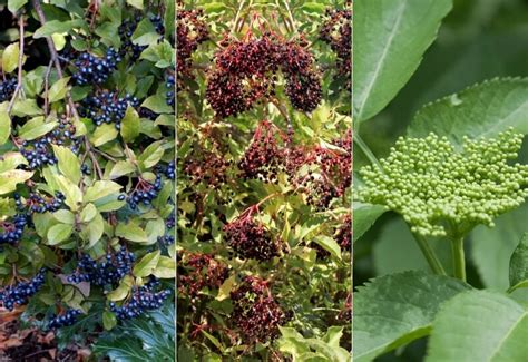 14 Best Elderberry Bush Varieties To Grow In Your Landscape