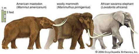 mastodon | Description, Distribution, Extinction, & Facts | Britannica