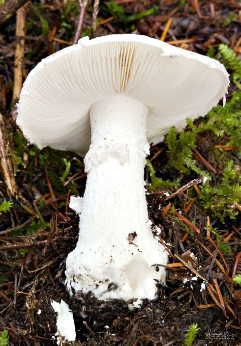 Destroying Angel (Amanita ocreata) - Oregon Photography