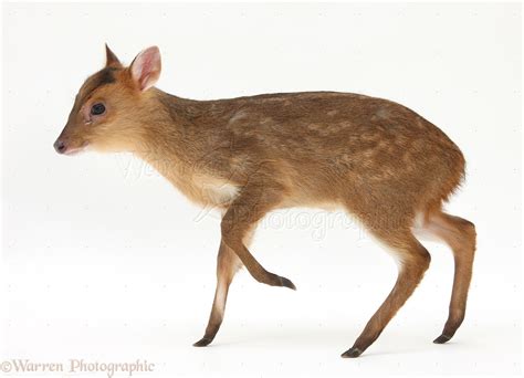 Muntjac deer fawn photo WP27866