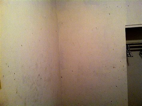 Bed Bug Blood Stains on Wall | Thrasher Termite & Pest Control