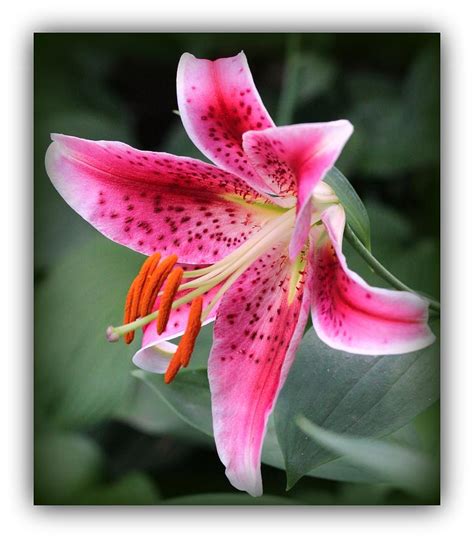 Pink Stargazer Lily Photograph by Rosanne Jordan - Fine Art America